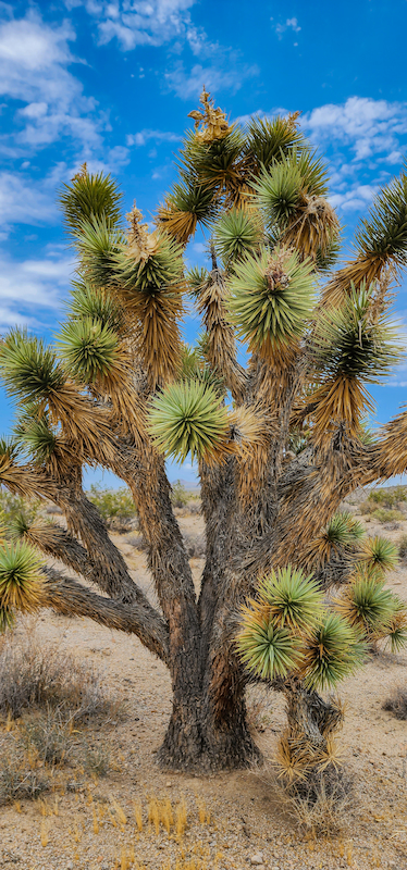 Joshua tree landscape near sunset